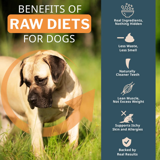 benefits of raw diets for dogs with dog on the grass on the background