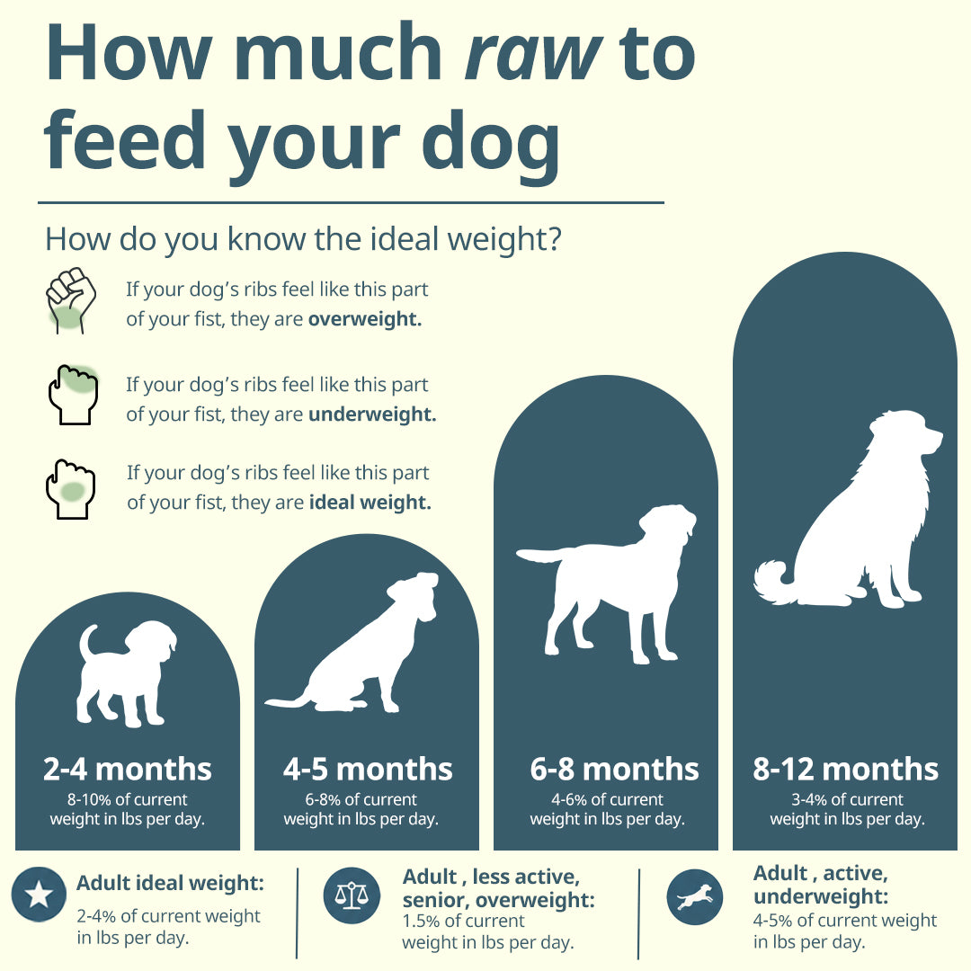 Infographic on how much raw food to feed a dog based on age and weight.