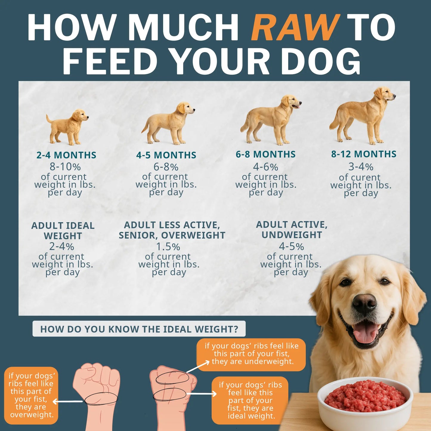 Dog feeding chart with recommended raw food amounts for different age groups and activities.