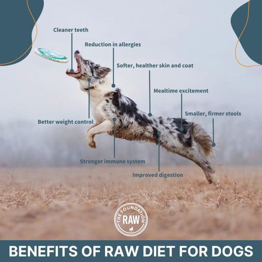 benefits of raw meet diet for dogs