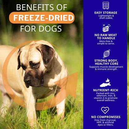 Dog standing in grass with benefits of freeze-dried food for dogs on a blue sidebar