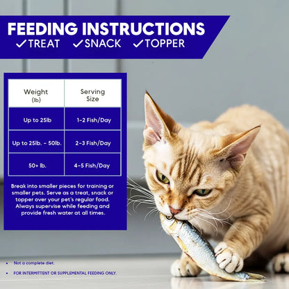 Cat eating a fish with feeding instructions displayed on a gray background