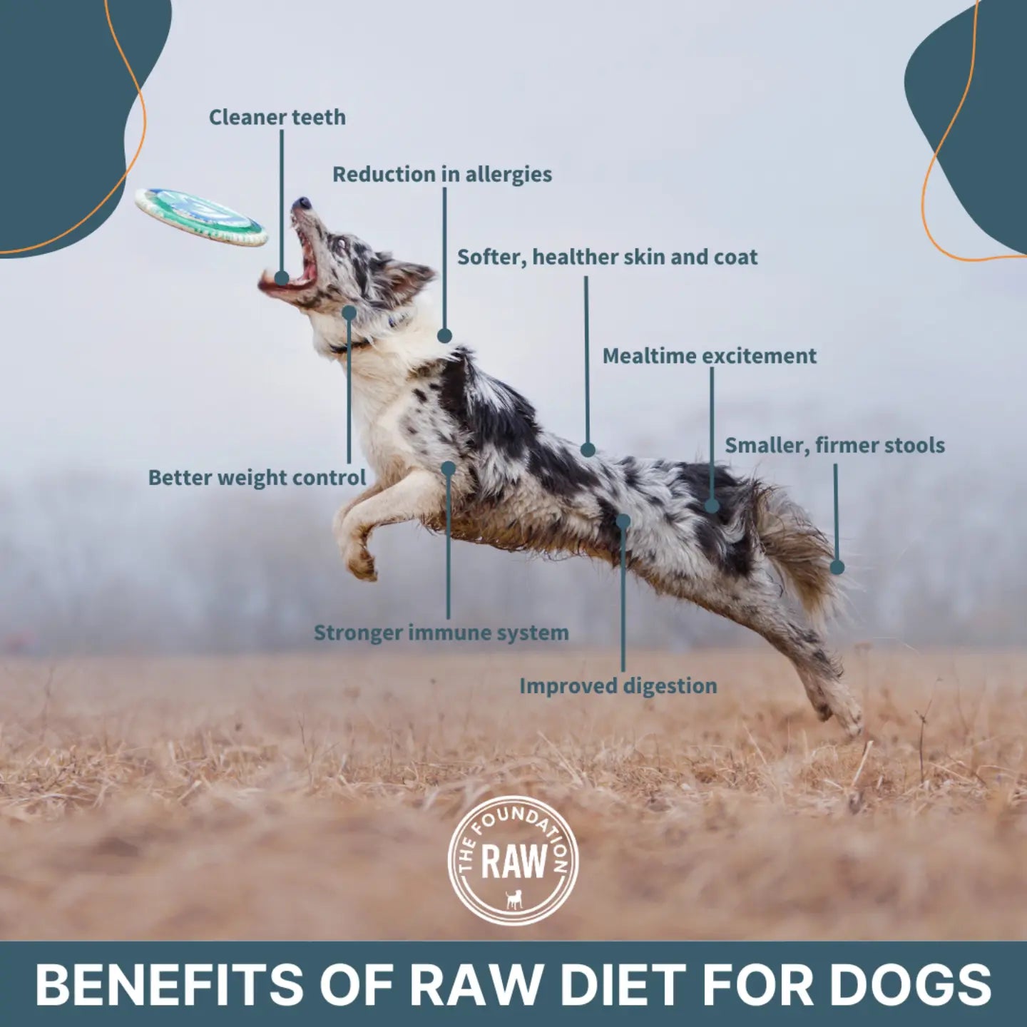 Ultimate Blend Raw Dog Food Beef Organ Fish Formula The ultimate-blend-raw-dog-food-beef-organ-fish-formula-the